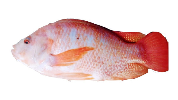 5 TILAPIAS