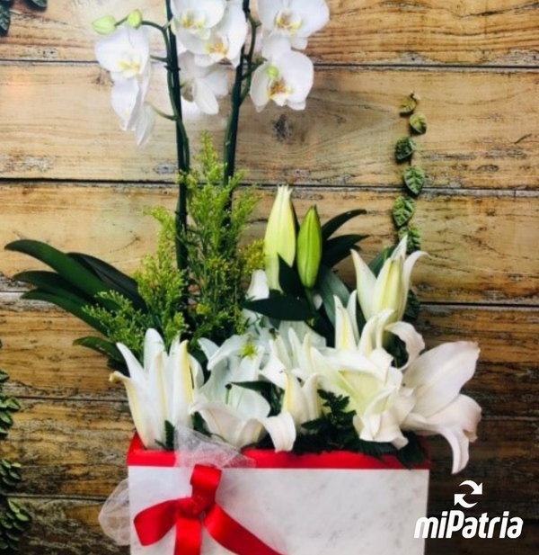 FlowerBox FBORQ-LIR